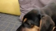Korba the dog