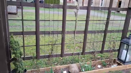 Kury, kanarki i inne ptaki * 28. 03. 2028