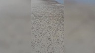 LiveLeak - Thousands of tiny ghost crabs run along Thai beach during low