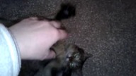 Kitty lazybones