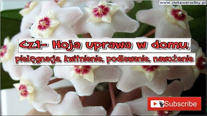 Odc 368- Cz. 1-Hoja uprawa w domu,pielęgnacja,kwitnienie,podlewanie,nawożenie.  YouTube Stalewiak.