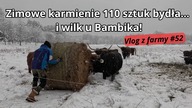 Zimowy dzień na farmie: karmienie stada i nocny gość u Bambika