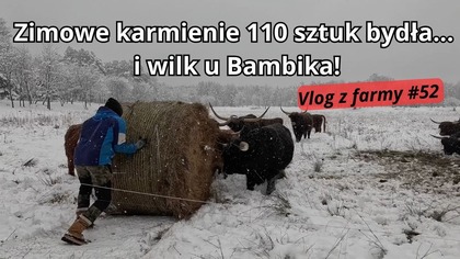 Zimowy dzień na farmie: karmienie stada i nocny gość u Bambika