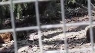 Satyr tragopan female & chicks 