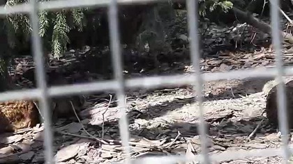Satyr tragopan female & chicks 