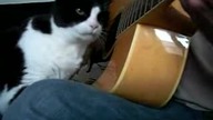 Gitarowy kot