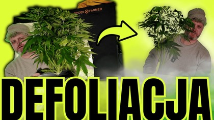 DRUGA DEFOLIACJA | PRZESADZIŁEM Z WEGIEM | Growvlog s02e07