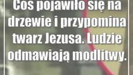 Coś pojawiło się na drzewie i przypomina twarz Jezusa.  Ludzie odmawiają modlitwy.  Wideo