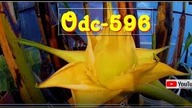 Odc-596.  Jak podrosły rośliny w szklarni, brugmansja,musella,sikkimensis,cytrusy,maurelii itp