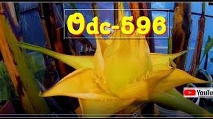 Odc-596.  Jak podrosły rośliny w szklarni, brugmansja,musella,sikkimensis,cytrusy,maurelii itp