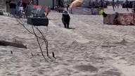 Dzik na plaży