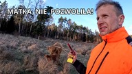 Kolczykowanie cielaka przy matce - nie zawsze idzie zgodnie z planem.