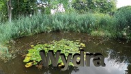 Wydra