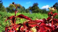 Winobluszcz pięciolistkowy (Parthenocissus Quinquefolia) znany jako Dzikie Wino.