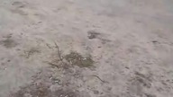 Tak wpuszcza się dzieci na stadion Legii