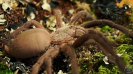 Chilobrachys huahini wielki szatan z Tajlandii!
