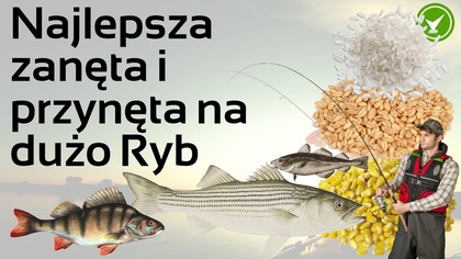 Jak zrobić przynętę i zanętę na dużo Ryb - najlepsza