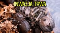 CO SŁYCHAĆ U 3 KOKONÓW? Aktualizacja bombelków 