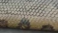 Wąż ważący 400 KG znaleziony w jaskini