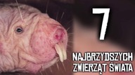 7 najbrzydszych zwierząt świata [Ciekawostki]