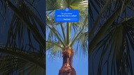 Do you know what this tree is called? #shorts