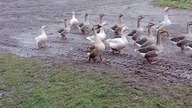 Gęsiego gęsiego