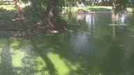 LG_V30_OpenCamVID_20200623_165202 Staw - Park Sielanka - Ł&oacute;dź