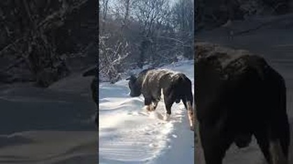 Czarnobyl: Zdziczałe krowy i byki #czarnobyl #krowa #byk #Samosioły #Zwierzęta #bydło