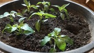 Uprawa chili.