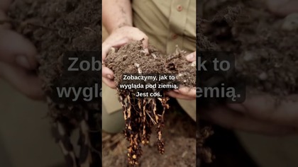 Korzeniówka #naturawita