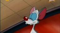 Pinky i M&oacute;zg S03E32 - Co się stało z małym M&oacute;żdżkiem/Po prostu powiedz narf, troz.