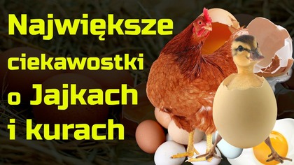 Ciekawostki o Jajkach i Kurach