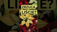 Praktyczne Roślinne Porady | Gwiazda betlejemska gubi liście