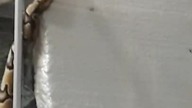 My ball python thinks shes boa #02