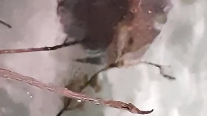 Płaszczki / Ray Fish (Zoo Warszawa) #2