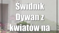 Świdnik: Dywan z kwiatów na Boże Ciało (foto)