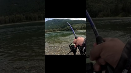 Tyle łososi, że aż się nie chce :D #wędkarstwo