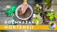 Jak rozmnożyć HORTENSJĘ ? Hortensję Ogrodową, Bukietową, Pnącą
