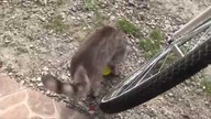 Kocia Kompilacja Czyli śmieszne Koty w Akcji / Funny Cats Compilation- Baw się z nami