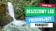 LAS DESZCZOWY, KTÓRY PRODUKUJE PIENIĘDZE DLA WŁAŚCICIELA {POLSKI VLOG}