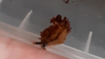 Pancake Slugs  Veronicella sp.  Tobago 