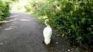 Swan