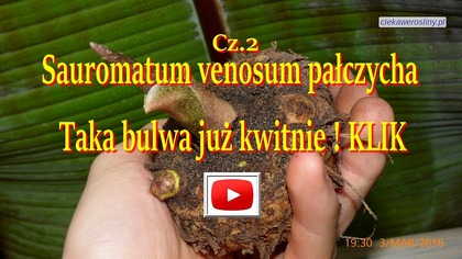 129.  Cz. 2 Pałczycha Sauromatum venosum.  Dzień przed kwitnięciem 25 03 2016r