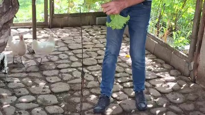 SAŁATA DLA KUR