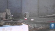 Urodziny misiów polarnych z warszawskiego zoo