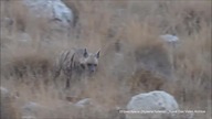 Sou Au - Striped Hyena tribute