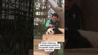 Czy pandy są niebezpieczne? #short #chiny #panda