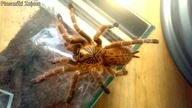Unpacking paczki DZIĘKI MOIM PATRONOM Część 1 P.murinus oraz Scolopendra hainanum
