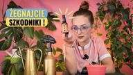 Zapomnij o Szkodnikach: Jak Olejek z Miodlii Indyjskiej Chroni Twoje Rośliny.  Stosowanie Olejku Neem