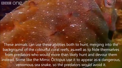 Werebeast Lore - The Marine Shapeshifting Ritual my True Self taught me